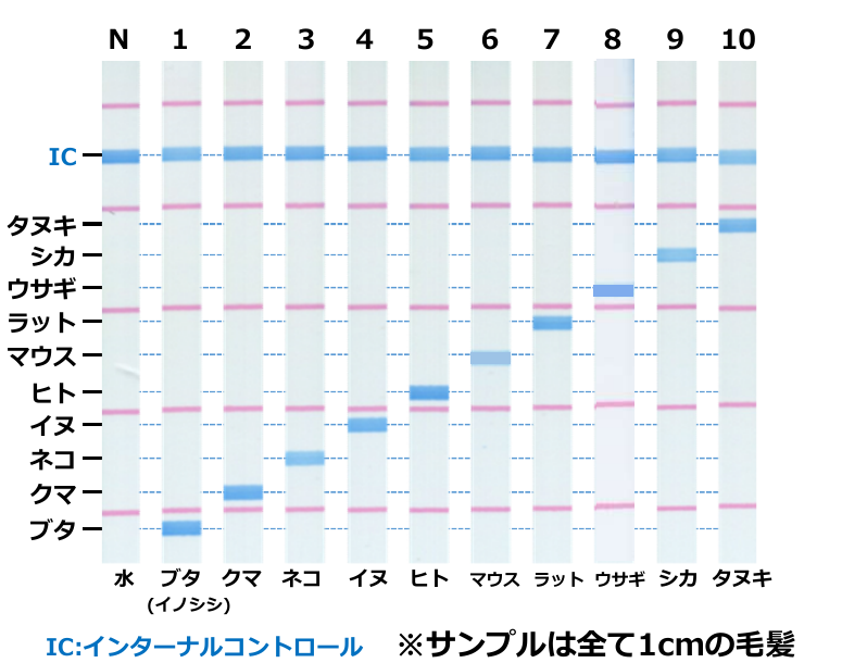 GeneInspec Hair10による毛髪異物10動物種のDNA判定例